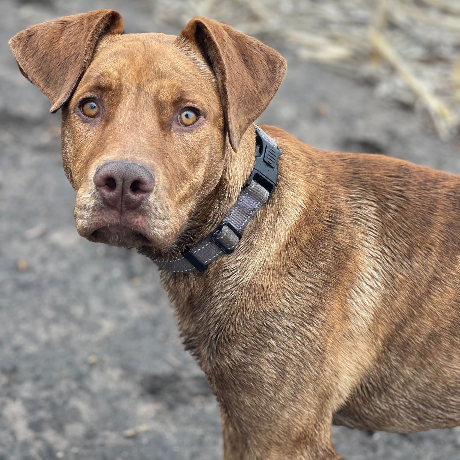 Enlarge Landrey, a Adoptable Labrador Retriever in Grand Forks, ND image 4/6