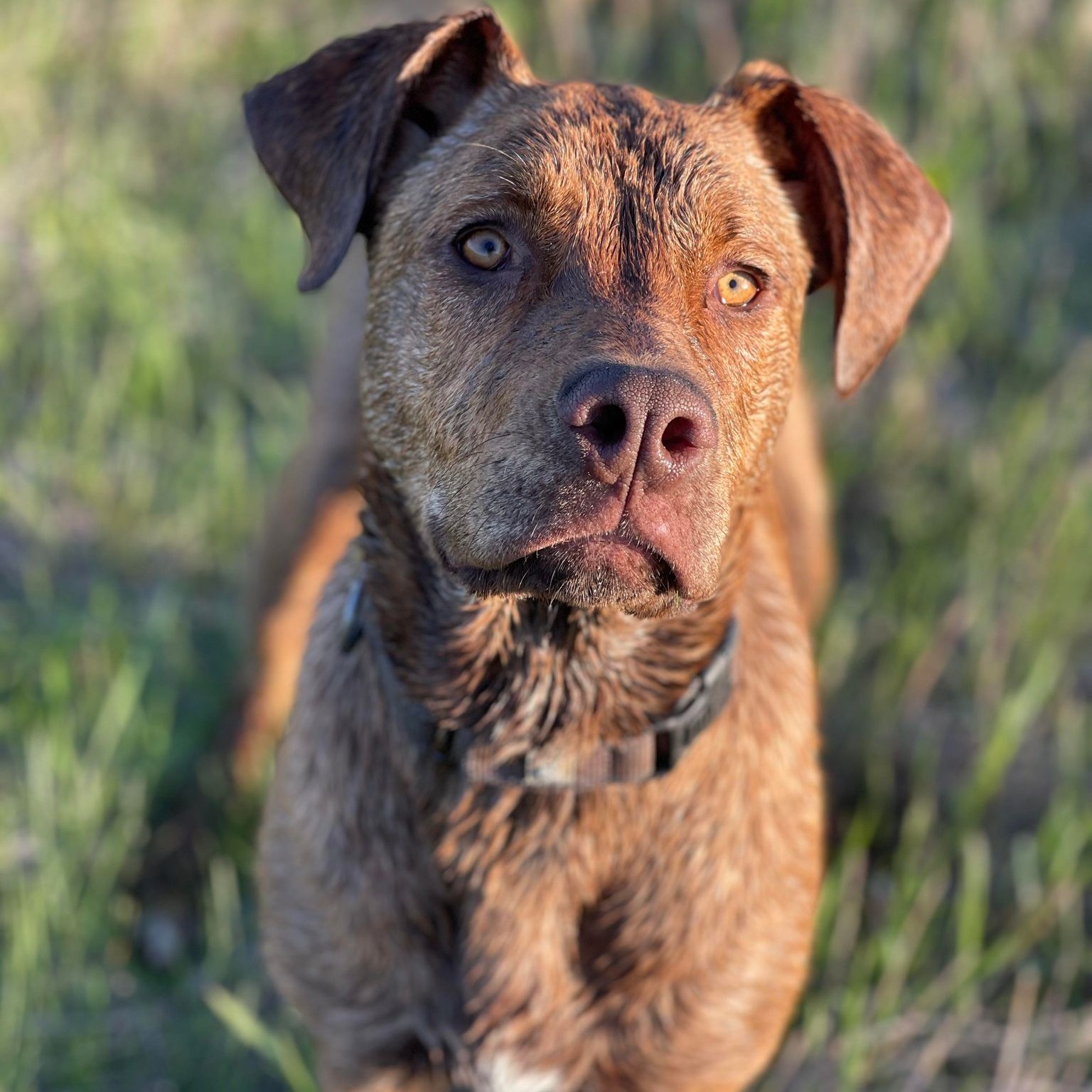 Enlarge Landrey, a Adoptable Labrador Retriever in Grand Forks, ND image 5/6