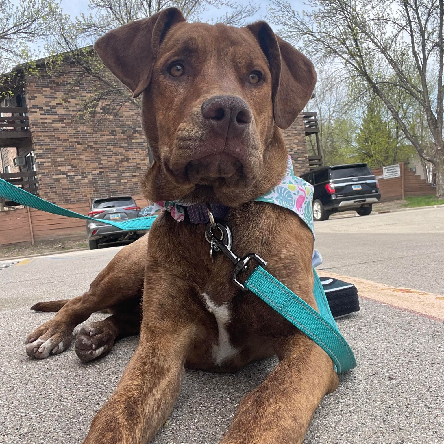 Landrey, Adoptable, Young Female Labrador Retriever.