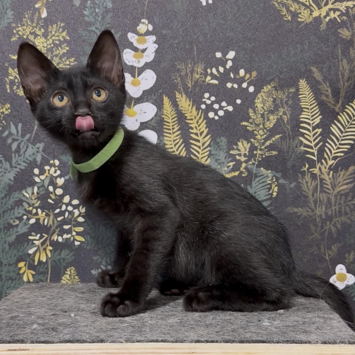 DeWalt, a ADOPTABLE Domestic Short Hair in Midvale, UT image 5/5