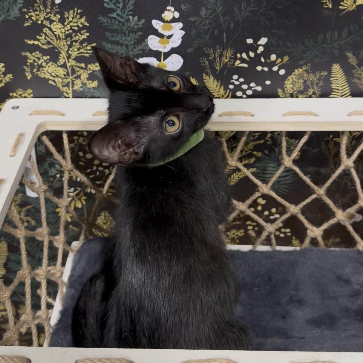 DeWalt, a ADOPTABLE Domestic Short Hair in Midvale, UT image 2/5