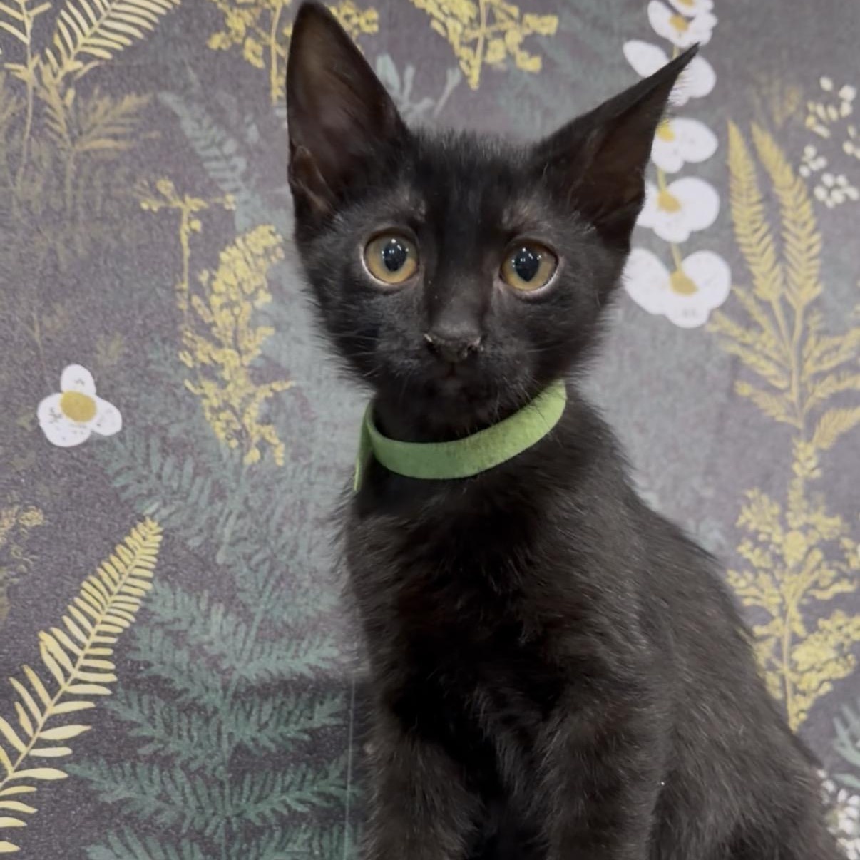 DeWalt, a ADOPTABLE Domestic Short Hair in Midvale, UT image 3/5