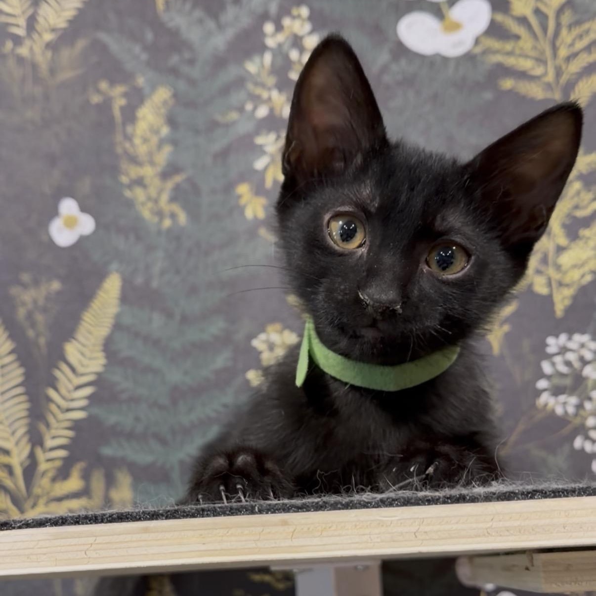 DeWalt, ADOPTABLE, Kitten Male Domestic Short Hair.