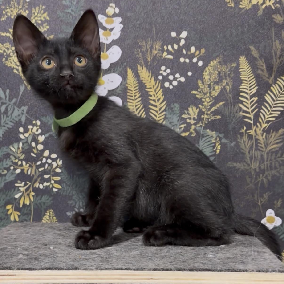 DeWalt, a ADOPTABLE Domestic Short Hair in Midvale, UT image 4/5