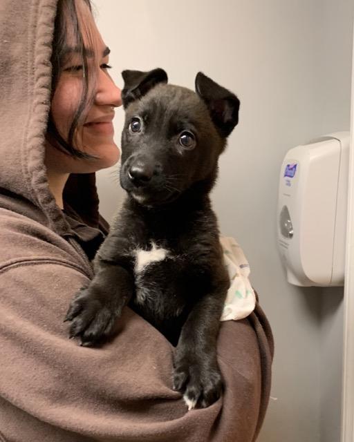 Noel, an adopted mixed breed in Sparta, NJ image 3/5