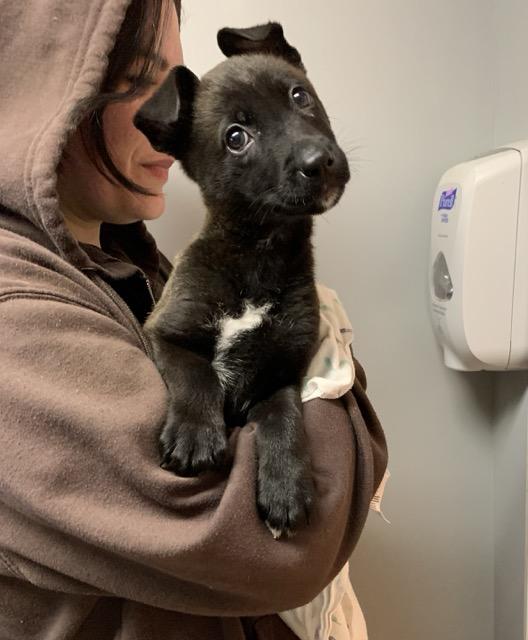 Noel, adopted, Puppy Female Chihuahua & Affenpinscher.