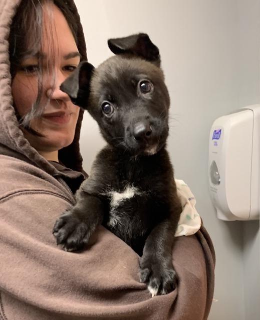 Noel, an adopted mixed breed in Sparta, NJ image 4/5