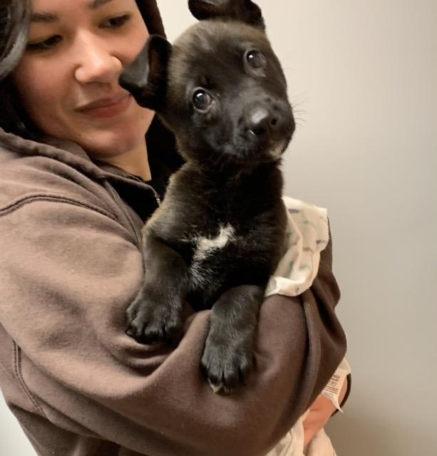 Noel, an adopted mixed breed in Sparta, NJ image 5/5