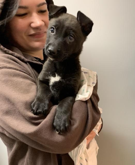 Noel, an adopted mixed breed in Sparta, NJ image 2/5