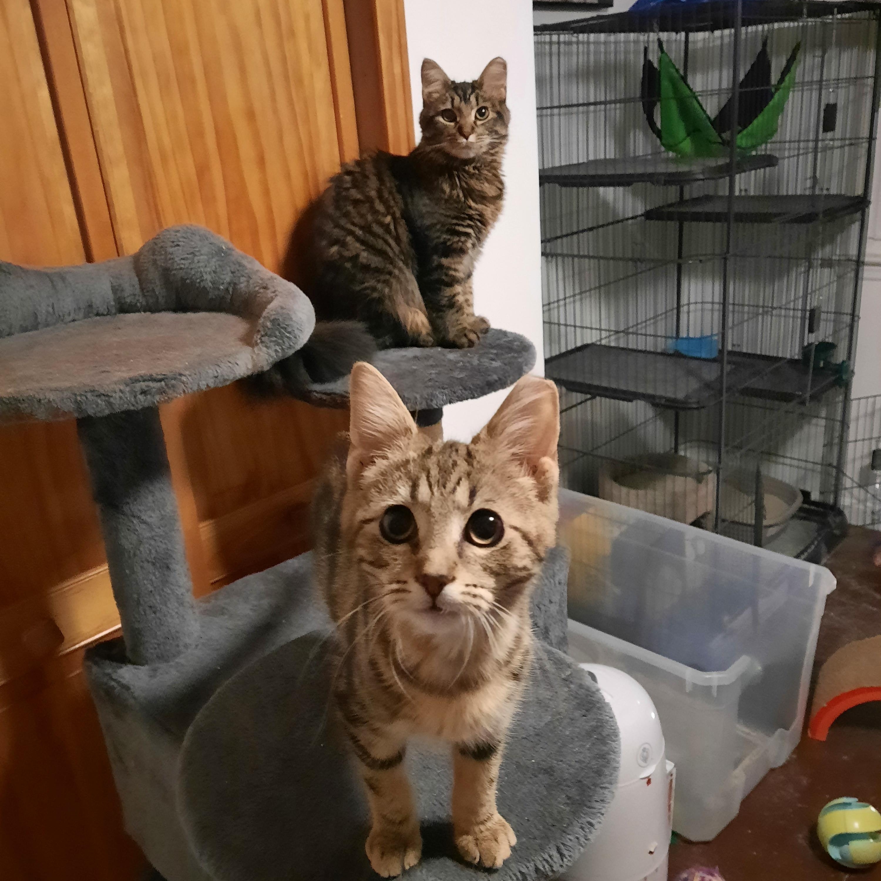 Enlarge Shere Khan, a other Domestic Short Hair in Heath, OH image 3/5