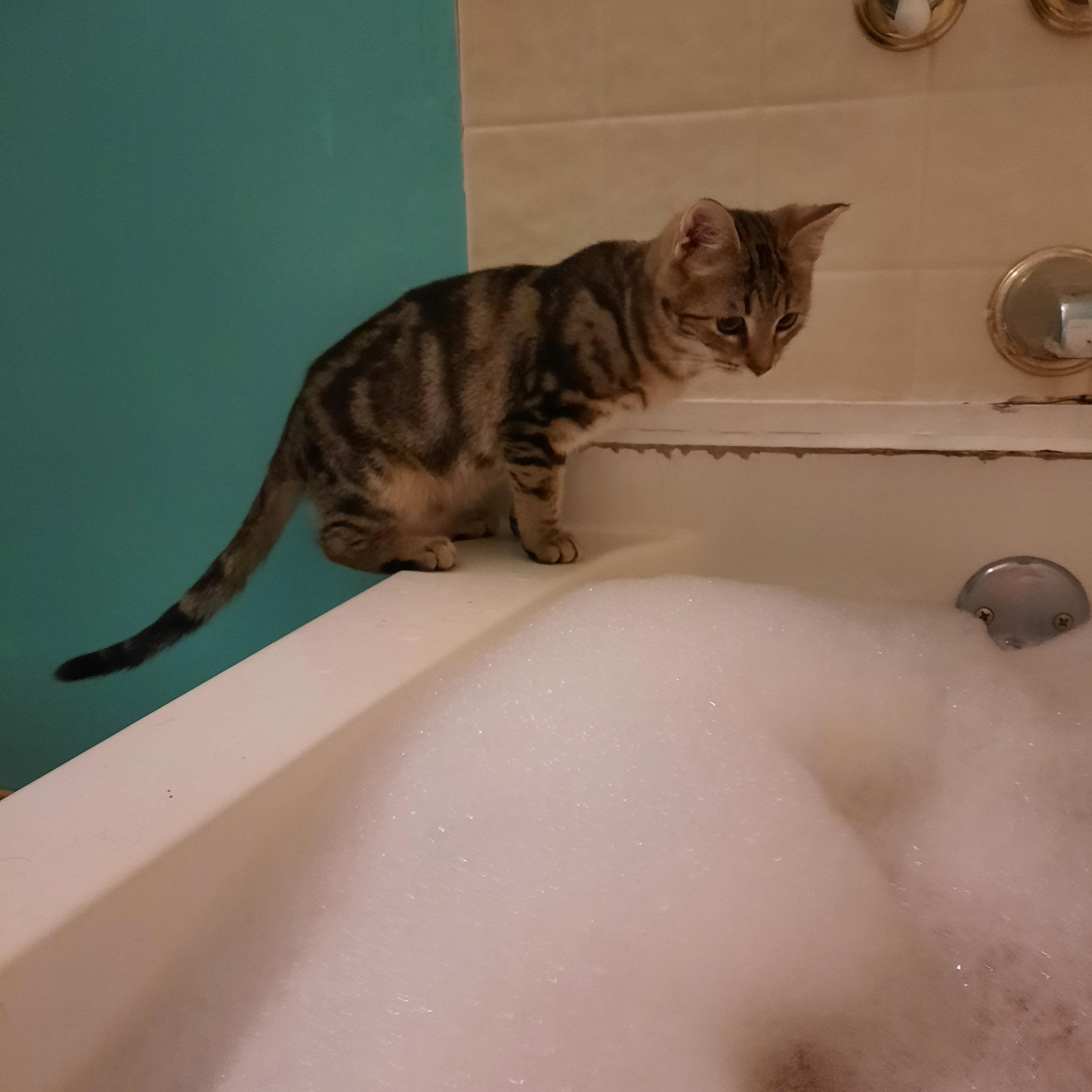 Enlarge Shere Khan, a other Domestic Short Hair in Heath, OH image 5/5