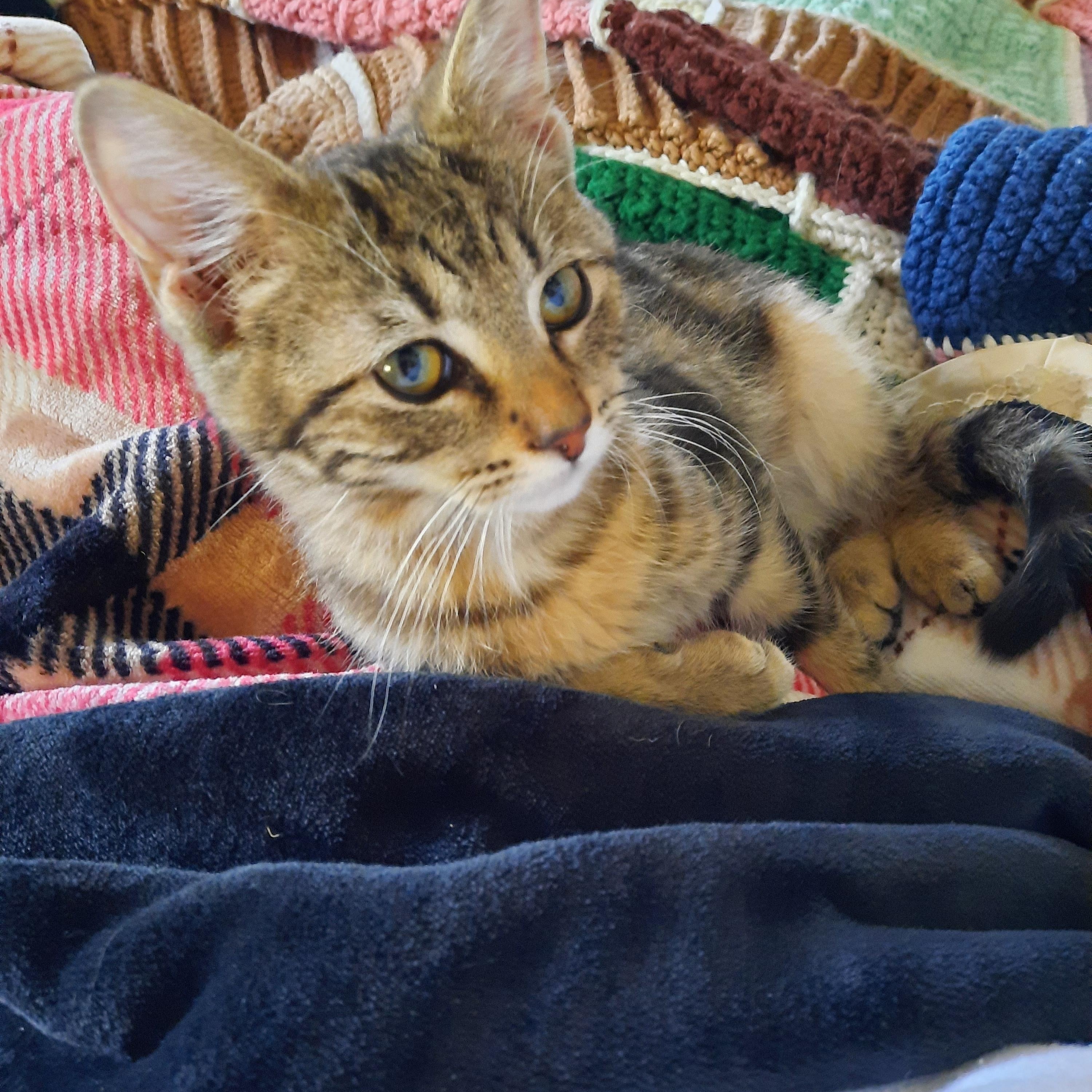 Enlarge Shere Khan, a other Domestic Short Hair in Heath, OH image 4/5