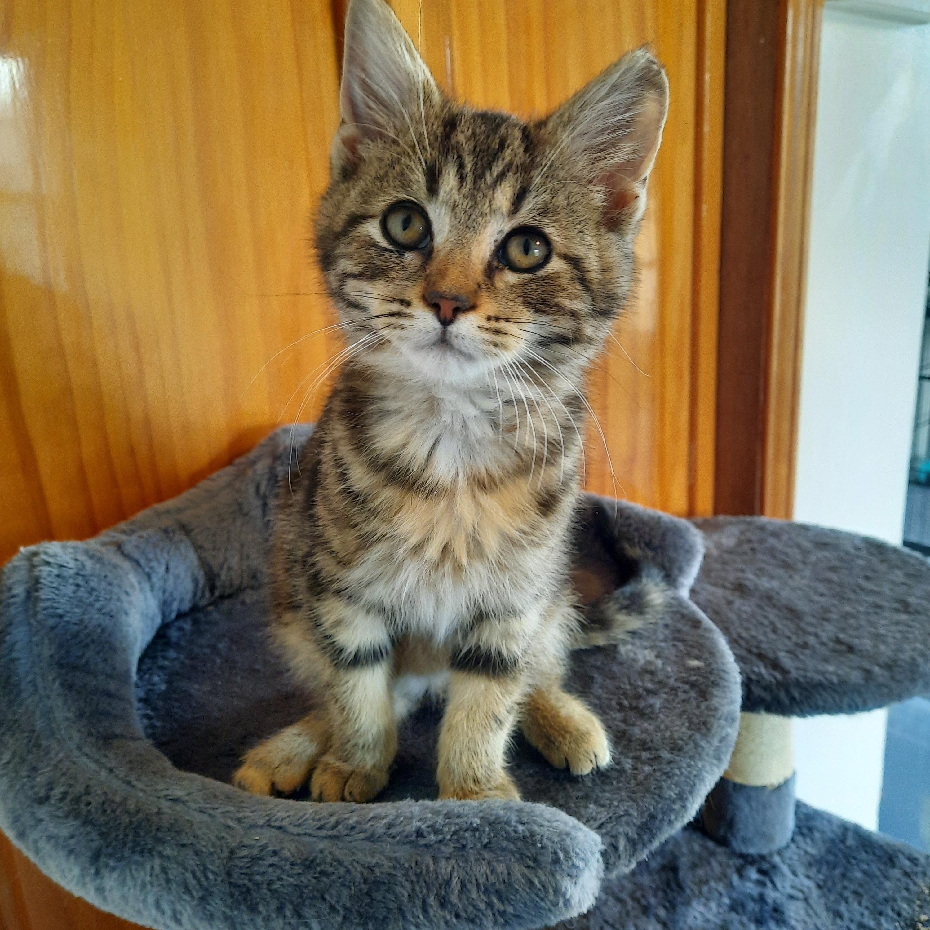 Enlarge Shere Khan, a other Domestic Short Hair in Heath, OH image 1/5