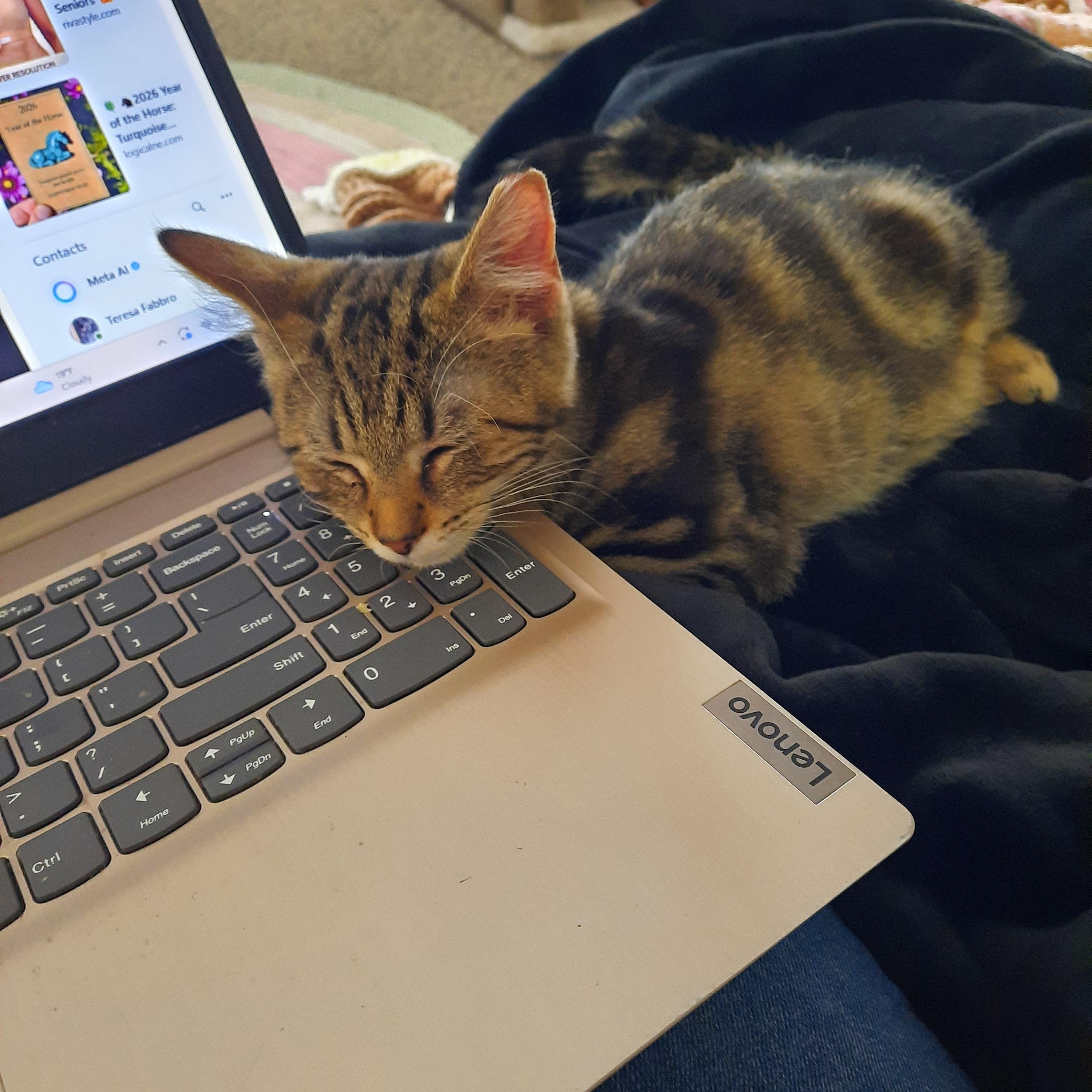 Enlarge Shere Khan, a other Domestic Short Hair in Heath, OH image 2/5