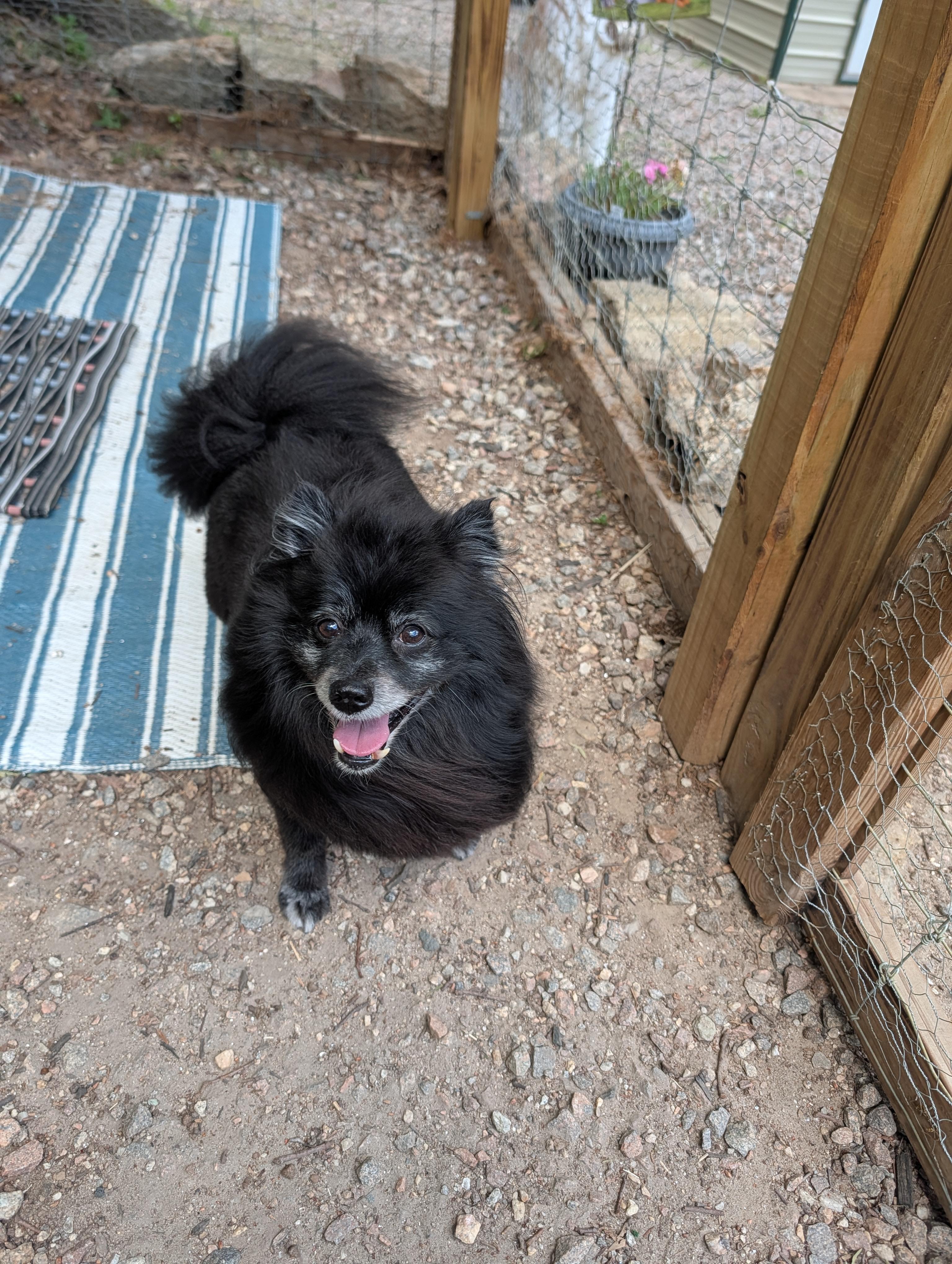 Enlarge Coco, an adopted Pomeranian in Richmond, VA image 3/5