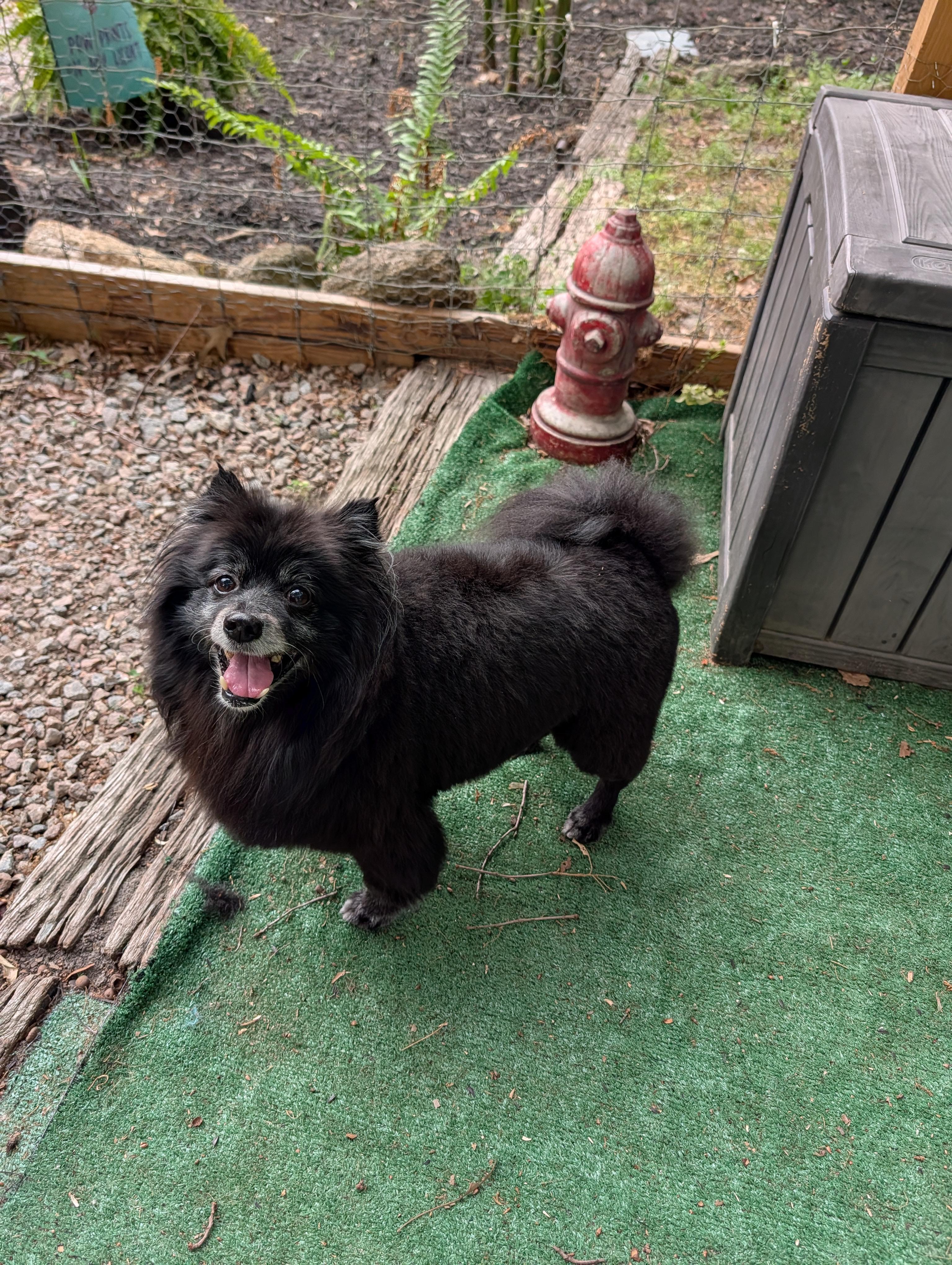 Enlarge Coco, an adopted Pomeranian in Richmond, VA image 5/5