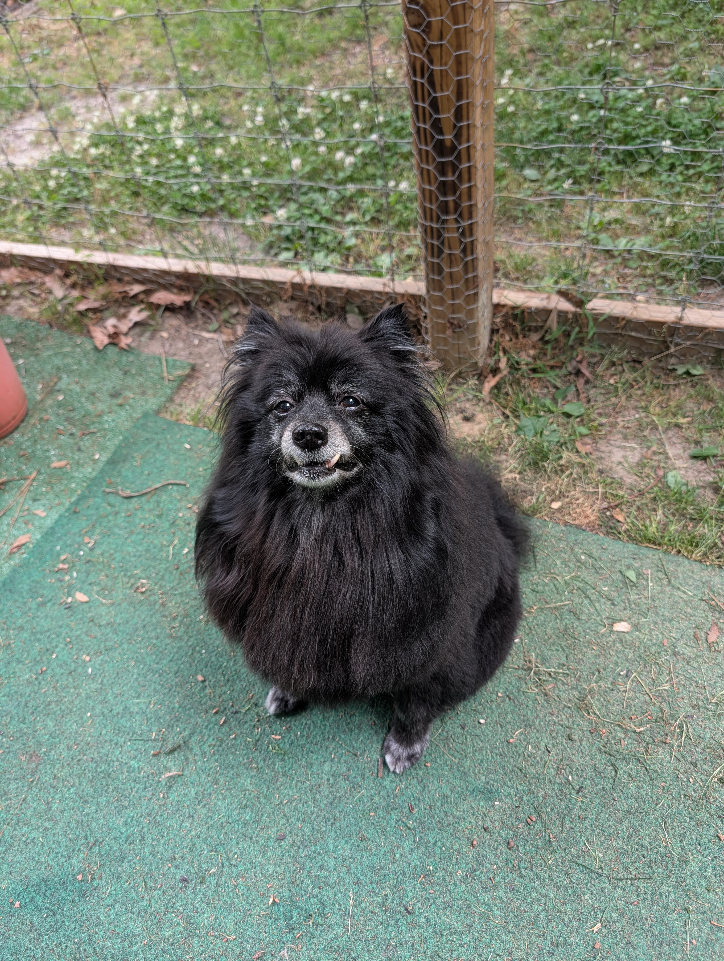 Coco, adopted, Senior Male Pomeranian.