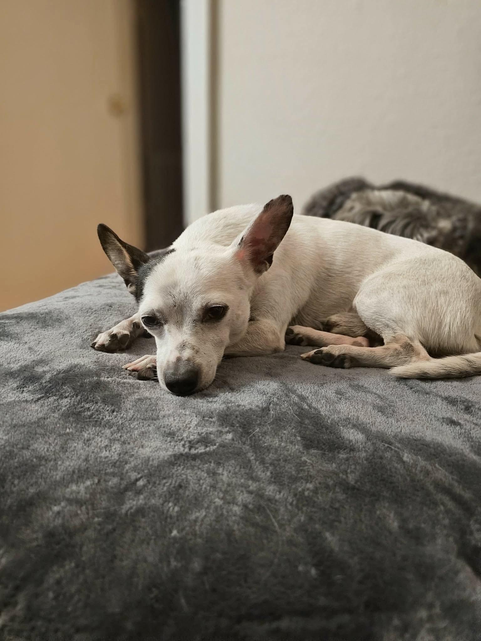 Enlarge Bill, a Adopted mixed breed in Boston, MA image 3/5