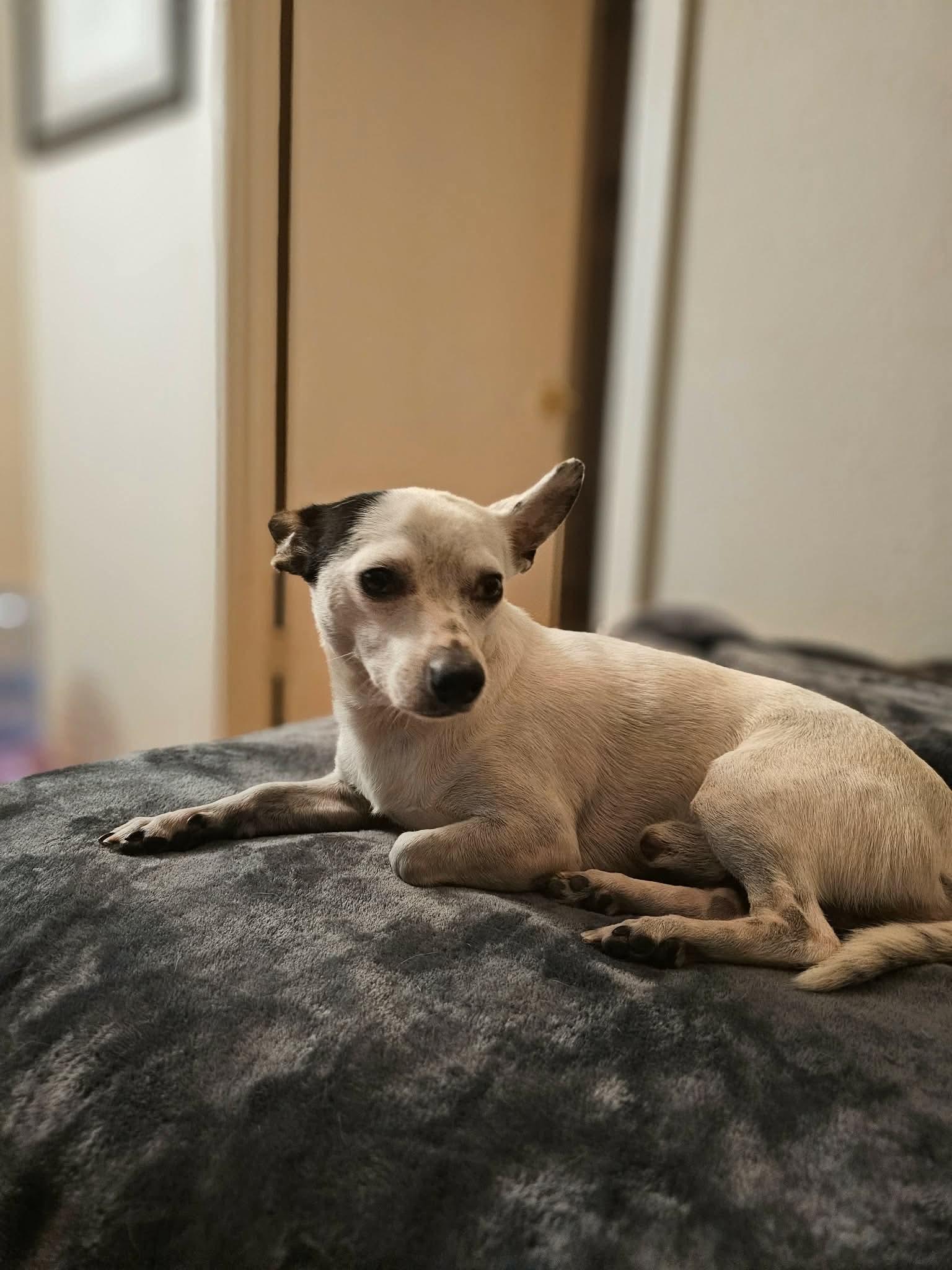 Enlarge Bill, a Adopted mixed breed in Boston, MA image 4/5