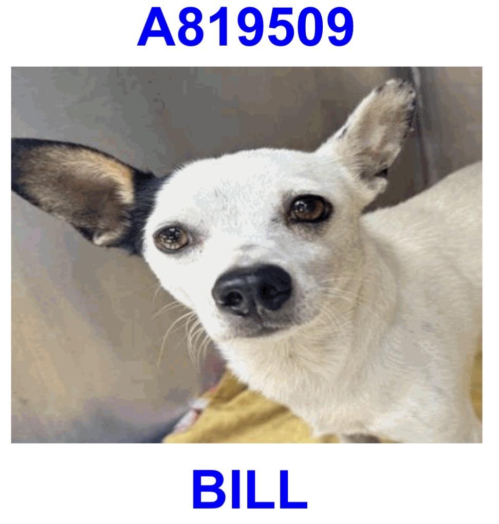 Bill, Adopted, Adult Male Chihuahua & Jack Russell Terrier.