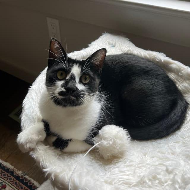 Foe (bonded to Fee) — thumbnail 2