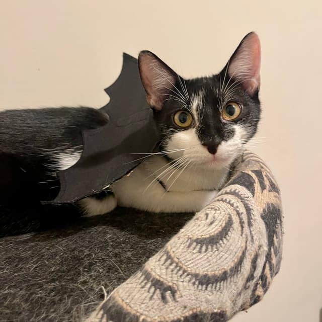 Foe (bonded to Fee) — thumbnail 4