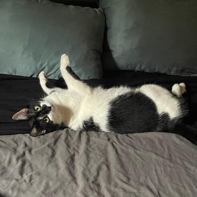 Foe (bonded to Fee) — thumbnail 5