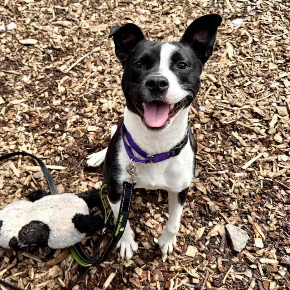 Pearl, Adoptable, Adult Female American Staffordshire Terrier & Mixed Breed.