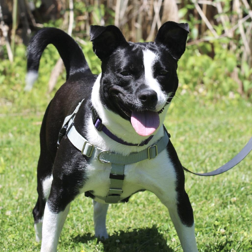 Pearl, a Adoptable mixed breed in Briarcliff Manor, NY image 2/6