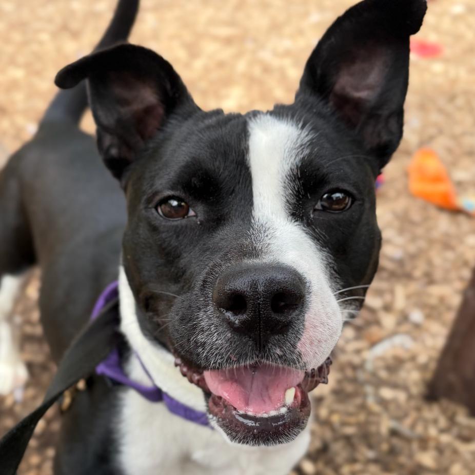 Enlarge Pearl, a Adoptable mixed breed in Briarcliff Manor, NY image 2/4