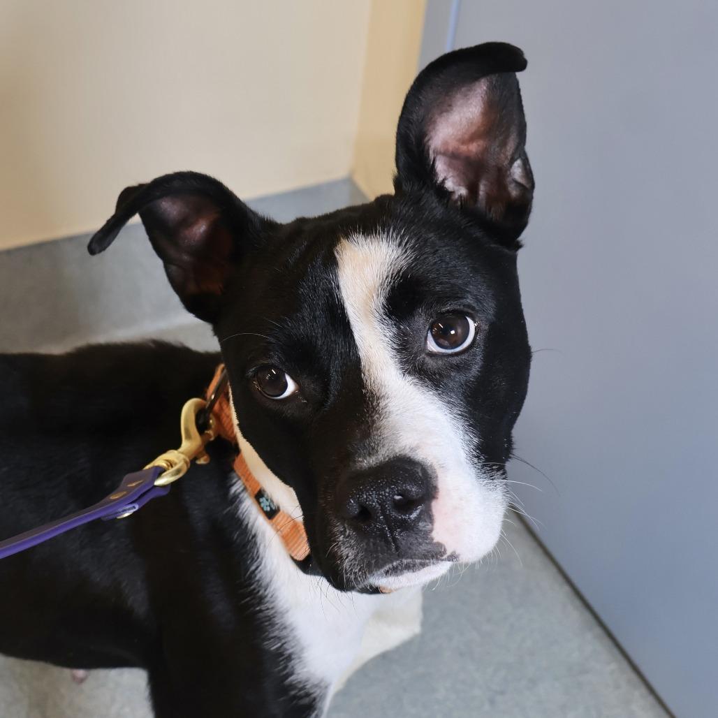 Enlarge Pearl, a Adoptable mixed breed in Briarcliff Manor, NY image 3/4