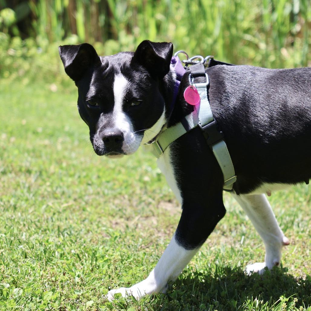 Pearl, a Adoptable mixed breed in Briarcliff Manor, NY image 5/6