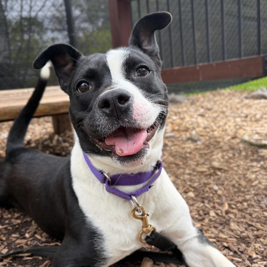 Enlarge Pearl, a Adoptable mixed breed in Briarcliff Manor, NY image 4/4