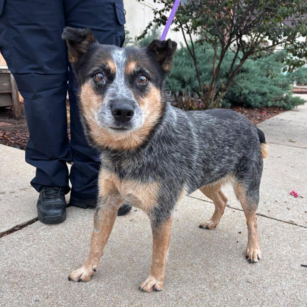 Enlarge Sweet Pea, a Adoptable Australian Cattle Dog / Blue Heeler in Stillwater, OK image 1/1