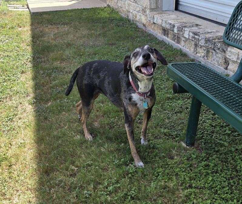 Enlarge Sweetie, a Adoptable mixed breed in Schertz, TX image 2/3