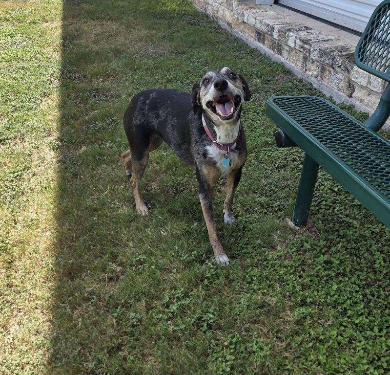Sweetie, Adoptable, Senior Female Catahoula Leopard Dog.