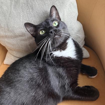 Whiskers, Adoptable, Adult Male Domestic Short Hair.