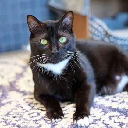 Whiskers, a Adoptable mixed breed in Atlanta, GA image 2/3
