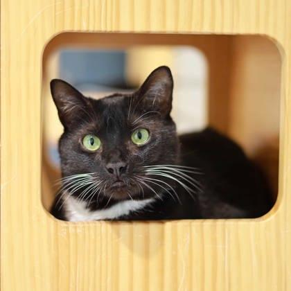 Whiskers, a Adoptable mixed breed in Atlanta, GA image 3/3