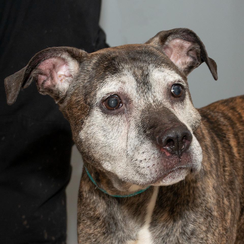 Max, Adoptable, Adult Male Pit Bull Terrier.