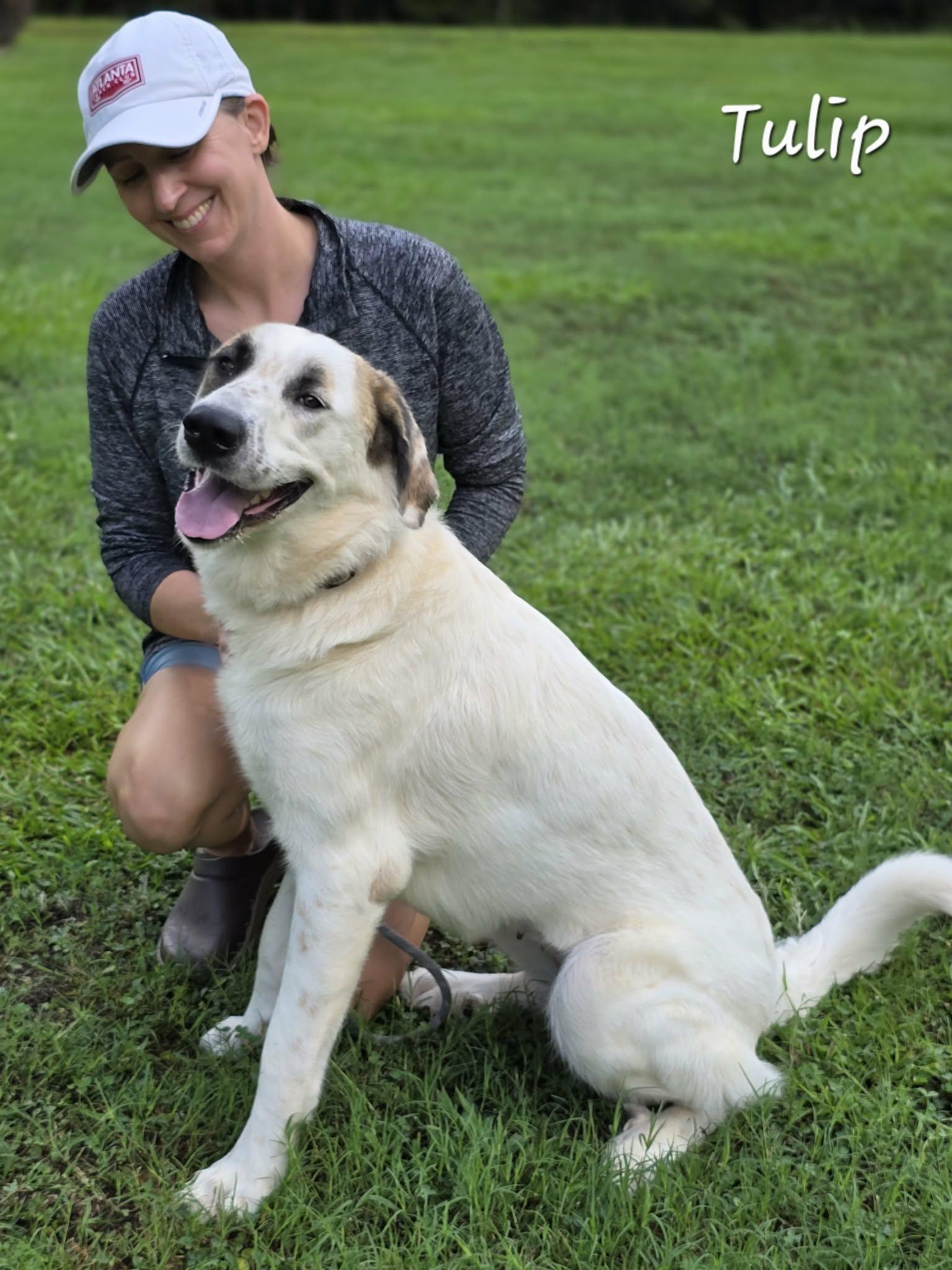 Tulip, Adoptable, Adult Female Great Pyrenees.