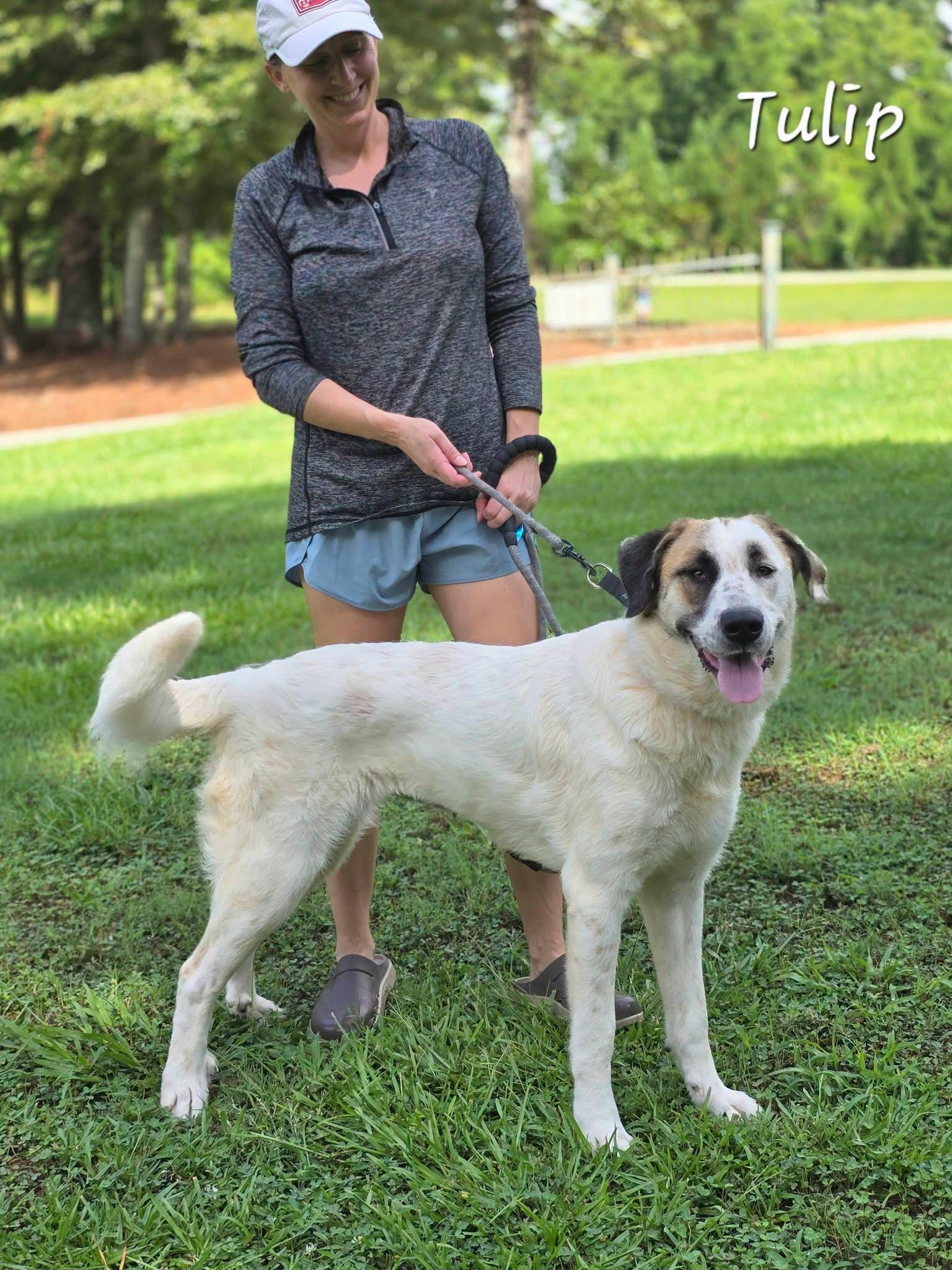 Enlarge Tulip, an adoption pending mixed breed in Bishop, GA image 2/3