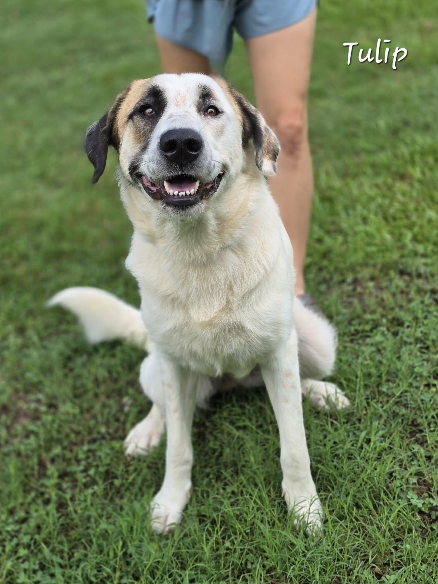 Enlarge Tulip, an adoption pending mixed breed in Bishop, GA image 3/3