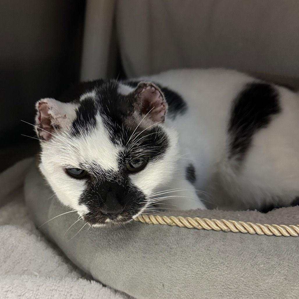 Piper, Adoptable, Adult Female Domestic Short Hair.