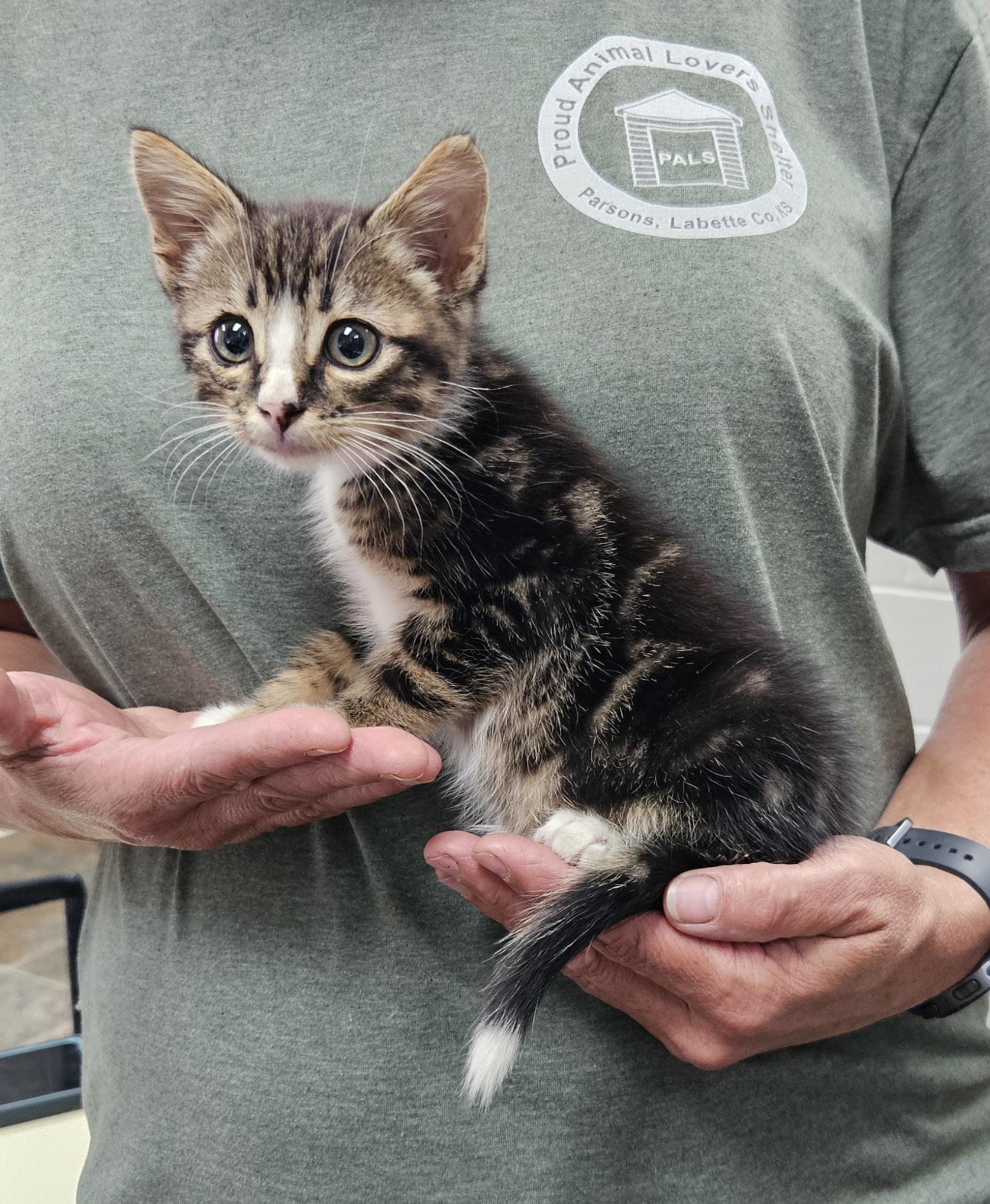 Dill, adopted, Kitten Male Domestic Short Hair.
