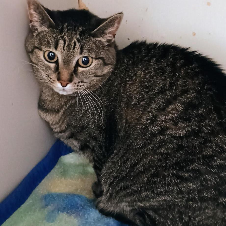 Mia, Adoptable, Adult Female Domestic Short Hair.