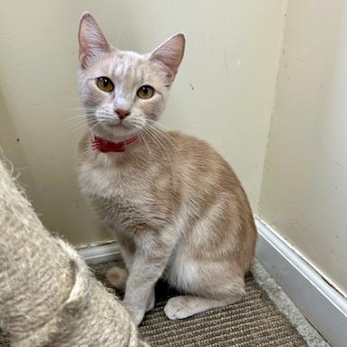 Bianca, Adopted, Young Female American Shorthair.