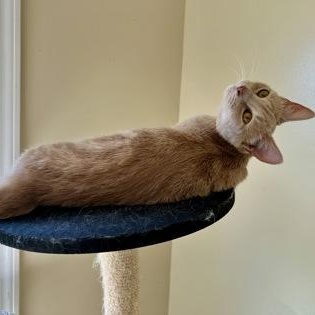 Enlarge Bianca, a Adopted American Shorthair in Danbury, CT image 3/3