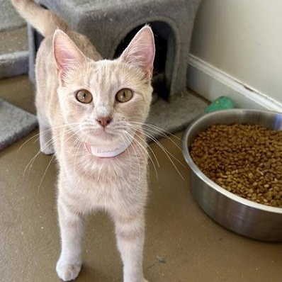 Enlarge Bianca, a Adopted American Shorthair in Danbury, CT image 2/3
