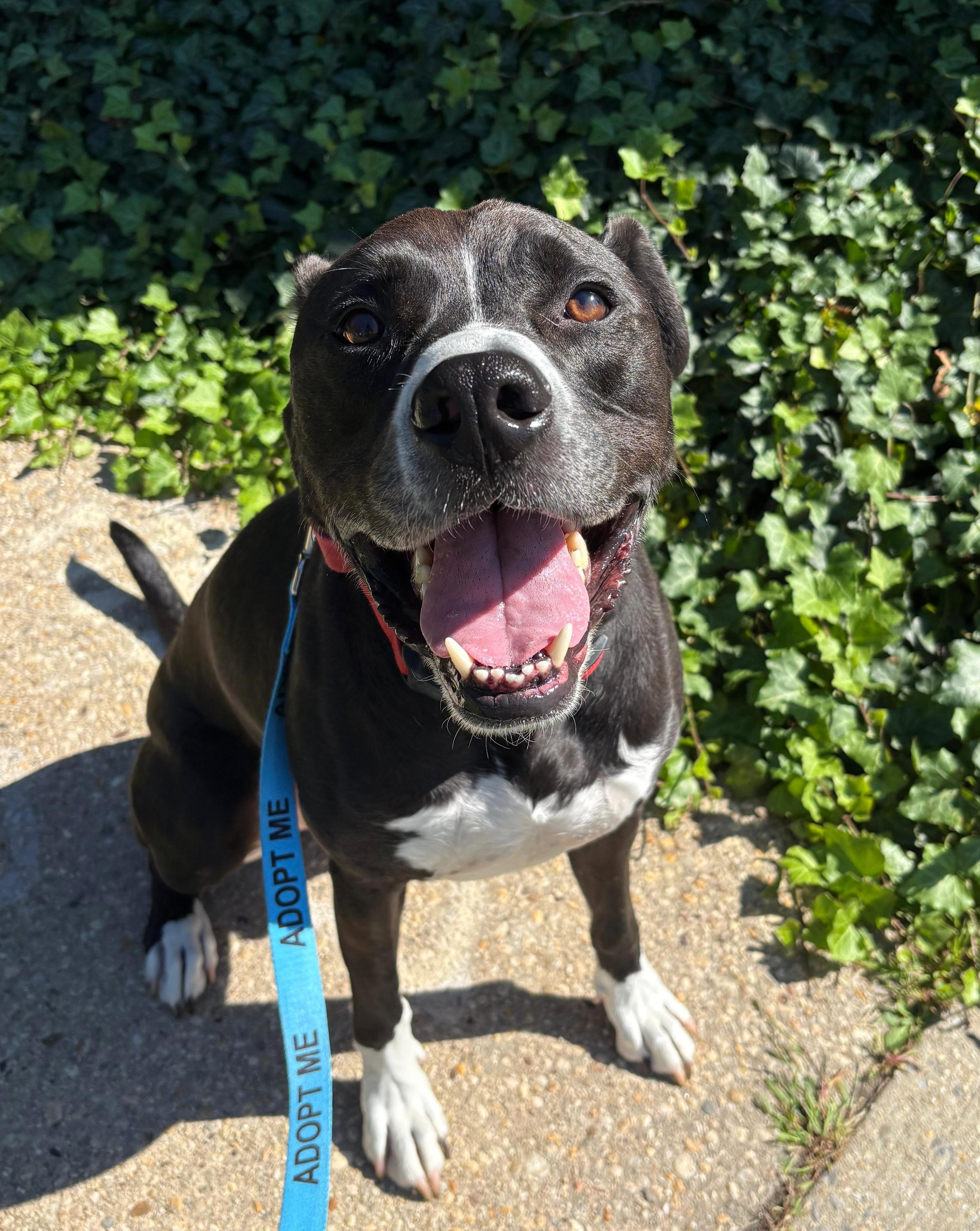 Enlarge Levi, a Adoptable mixed breed in Norwalk, CT image 1/6